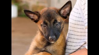 Belgian Malinois Puppies for Sale [upl. by Lynad]