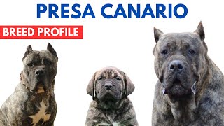 Presa Canario Dog Breed Profile History  Price  Traits  Presa Canario Dog Grooming Needs [upl. by Idnat]