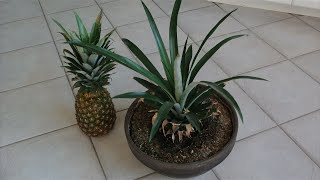 How to Grow a Pineapple from its Top Works every Time [upl. by Sanford]