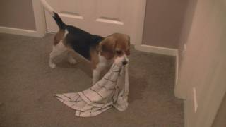 Beagle puppy carrying towel after bath time Cute [upl. by Adnilim]