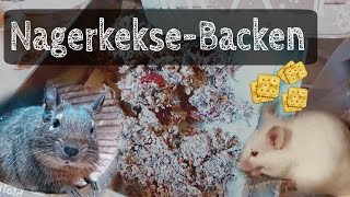 NagerkekseBacken für Degus und Farbmäuse Tierkalender 20 Tag 21  Ariels Kleintierwelt [upl. by Mirabella623]