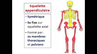 Généralités sur le système squelettique [upl. by Idnod513]