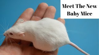 Baby Mice Are Here amp Winners of The quotName The Pet Micequot Contest [upl. by Tnomad14]