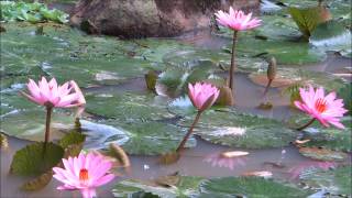 A Beautiful Buddhist Crystal MUSIC for Meditation Qigong  Yoga  Spa  amp TaiChi [upl. by Kalvn688]