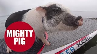 Meet the sporty potbellied pig with an incredible talent for SURFING [upl. by Reggy]