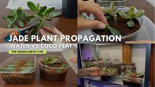 How To Propagate Jade Plants From Cuttings [upl. by Gisser]