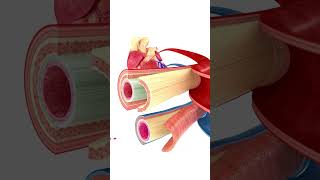 Lets look at blood Vessels of the Heart 🧑‍⚕️ [upl. by Farrica]