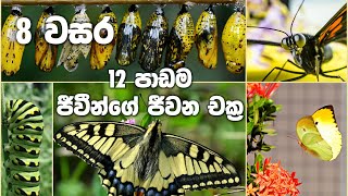 Grade 8 Science Unit 12  Life Cycles  ජීවීන්ගේ ජිවන චක්‍ර [upl. by Louanna762]