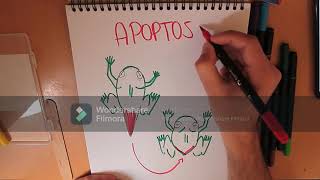 Metamorfosis de anfibios  Biologia del Desarrolo [upl. by Klara968]