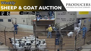 1252023  Producers Livestock Auction Company Sheep amp Goat Auction [upl. by Meid]