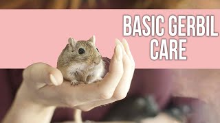 Basic Gerbil Care Guide for Beginners [upl. by Nyrok]