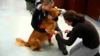 Dog with Muscular Disease Video [upl. by Mcneil]