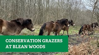 Wilder Blean Welcomes its Conservation Grazers [upl. by Lamb]