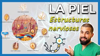 ANATOMÍA DE LA PIEL Estructuras nerviosas Merkel  Meissner  Pacini  Ruffini  Krause [upl. by Motch]