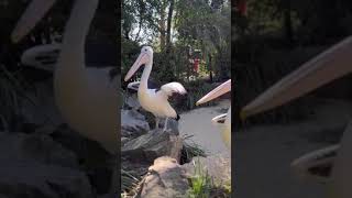 Feeding ibises [upl. by Ocir815]