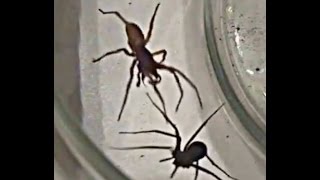 WoodLouse Hunter Vs Brown Recluse shout out to ThatInsectDude 01 [upl. by Myrilla]