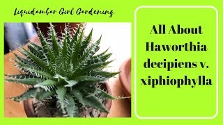 How to Care for Haworthia decipiens v xiphiophylla [upl. by Noirb]