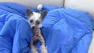 Chinese crested puppy singing [upl. by Euqnom41]