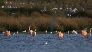 Chilean Flamingos and Blackheaded Gulls at the Zwillbrocker Venn [upl. by Palecek]