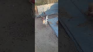 White Kelso an spangled game chickens gamefowl [upl. by Dustman]