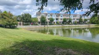 Tricolored Heron Stabs Beak in Pond by Townhomes amp White Ibis Nibbles Grass on Oviedo Boulevard [upl. by Yeleek]