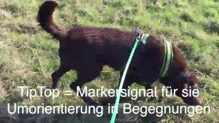 Leinenaggression  Training in Hundebegegnungen [upl. by Latsryk]