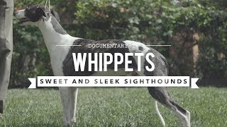 ALL ABOUT WHIPPETS SWEET AND SLEEK SIGHTHOUND [upl. by Akinad]