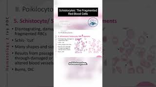 Schistocytes The Fragmented Red Blood Cells [upl. by Enoval]