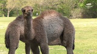 Zu Besuch bei den Dromedaren im Tierpark Berlin  Visiting the Dromedaries at Tierpark Berlin [upl. by Idok]