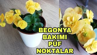 Begonya çiçeği bakımı nasıl yapılır [upl. by Schwejda]