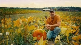 How to Grow a Pumpkin Patch  Pumpkin Gardening [upl. by Merrick196]