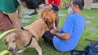 Golden Retriever Breeding [upl. by Namso]