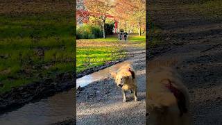 Le secret pour un Golden heureux short goldenretriever pets [upl. by Dnalerb]