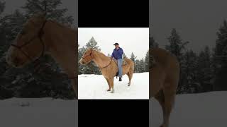 HOW TO TEACH A HORSE TO RIDE IN A HALTER OR A SNAFFLE🐴shortshorseshorseridinghorsetraining [upl. by Nhguaved]