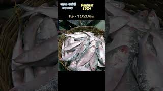 ইলিশ মাছের দাম ডায়মন্ড মার্কেট আগস্ট 2024  hilsa fish price kolkata  hilsa price august 2024 [upl. by Hebrew]