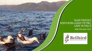 Albatrosses Northern Giant Petrel Cape Petrels Kaikoura Pelagic New Zealand tour [upl. by Dachi]