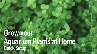 Grow your Aquarium Plants at Home  Quick Setup [upl. by Attenreb]