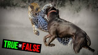 Cane Corsos Were Used to Hunt Apex Predators  TRUE or FALSE [upl. by Brest]