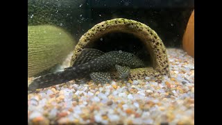 How to Breed Bristlenose Plecos [upl. by Lissie]