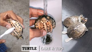 How to remove turtle white spots from there Shell  Indian Roofed Turtle Care  Indian Roofed Turtle [upl. by Jorry221]