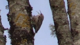 GRIMPEREAU des Jardins  Chant en Hiver  BRUITX [upl. by Anis611]