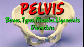 pevisfemale pelvistypes of female pelvidiameters of pelvispelvic ligamentspelvic bones [upl. by Kremer231]