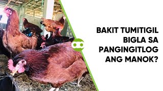 Bakit Tumitigil Bigla sa Pangingitlog ang Manok [upl. by Camel]