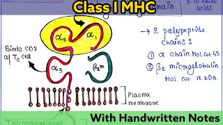 Major Histocompatibility Complex MHC Class I  Structure  Function  Immunology Lecture 24 [upl. by Launamme]