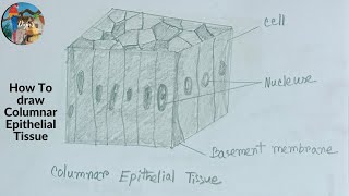 How To Draw Columnar Epithelial Tissue step by step  howtodrawcolumnarepithelialtissue [upl. by Neiman]