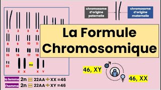 La Formule Chromosomique [upl. by Delphinia]