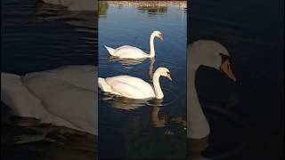 Adorable Swans and sunset cant stop watching This ✨ pets cuteanimals swan birds [upl. by Adihsaar]