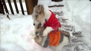 Wire Fox Terrier Puppies NICHOLAS amp NOELLE Play on a Snowy Day [upl. by Alain]