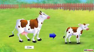 CBSE Science  Living and Nonliving Things  Class 3 [upl. by Fransis]