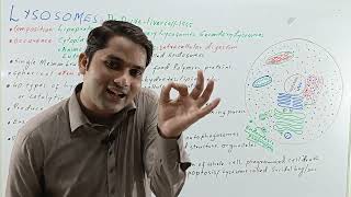 Lysosomes structure and functionlysosomes class 11STB NCERT PTB FTBHindiUrduProSuresh Kumar [upl. by Ailaro]